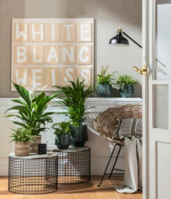 Air So Pure® Einblatt - Spathiphyllum Wallisii 'Bingo' -Compo Verkaufsgeschäft 4099883 PR MO 001 TopfElsaPetrolKorbPapette 1