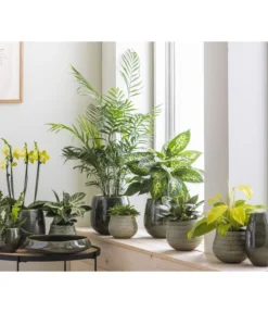 Dehner Keramik-Schale Linn, Rund, Dunkelgrün, Ca. Ø34 Cm -Compo Verkaufsgeschäft 4100160 WE MO 001 SerieLinnGruenStruktur12cm