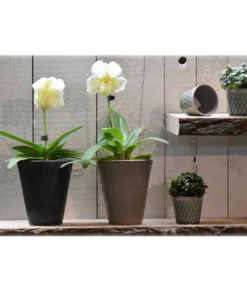 Dehner Keramik-Übertopf Elliot, Konisch, Ca. Ø14 Cm -Compo Verkaufsgeschäft 4103321 PR MO 001 4103313 4057022 OrchideentopfElliotTaupeGranitTopfLisaMiniGruen