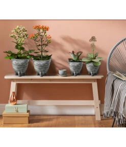 Kalanchoe - Kalanchoe Humilis 'Desert Surprise' -Compo Verkaufsgeschäft 4118931 8238719 WE MO 001 TopfKalanchoeAnthrazit