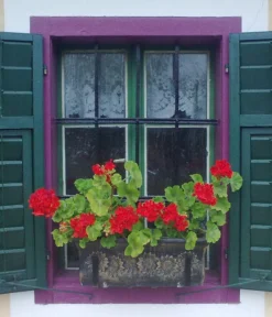 Roto Kunststoff-Pflanzkasten Planika, Rechteckig, Dunkelgrau, Ca. B49,5/H18,5/T20,5 Cm -Compo Verkaufsgeschäft 4145769 WE MO 002 RotoKastenPlanika