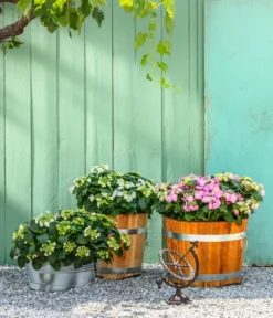 Teller-Hortensie, Ca. 15-25 Cm -Compo Verkaufsgeschäft 4214573 7223423 7223464 7223431 7223449 WE MO 001 GusseisenSonnenuhr