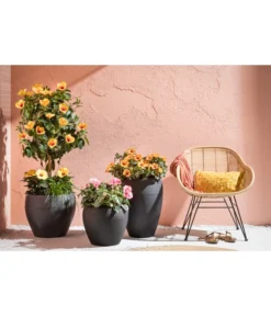 Zimmerhibiskus - Hibiscus Rosa-sinensis, Stämmchen, Verschiedene Sorten -Compo Verkaufsgeschäft 4319398 PR MO 001 KunststoffTopfSchwarz