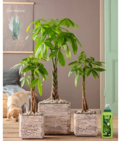 Dehner Grünpflanzen-Dünger, Flüssig, 500 Ml -Compo Verkaufsgeschäft 4418075 WE MO 002 DehnerGruenpflanzenDuengerfluessig500ml