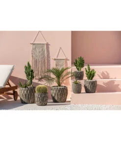 Feigenkaktus - Opuntia Consolea -Compo Verkaufsgeschäft 4432415 PR MO 001 KeramikTopfNero 1