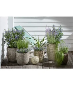 Blauraute 'Blue Spire' -Compo Verkaufsgeschäft 4435640 PR MO 003 KeramikTopfBungxe