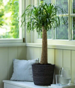 Elefantenfuß, In Seegras-Korb -Compo Verkaufsgeschäft 4439089 4439022 WE MO 003 KorbIgmarGrau