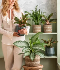 Dehner Keramik-Übertopf Elsa, Bauchig, Türkis -Compo Verkaufsgeschäft 4440095 WE MO 001 Aglaonema 1