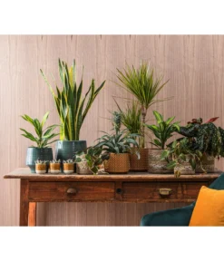 Dehner Keramik-Übertopf Elsa, Bauchig, Türkis -Compo Verkaufsgeschäft 4440152 WE MO 001 TopfElsaKorbPapetteTopfThies 409883