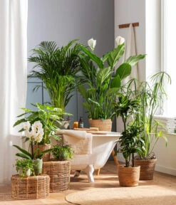 Schmetterlingsorchidee - Phalaenopsis Cultivars 'Cascade', Verschiedene Sorten -Compo Verkaufsgeschäft 4440343 4439022 4438990 WE MO 002 IgmarBraun