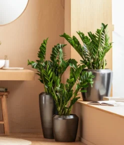 Dehner Keramik-Vase Lissabon Mit LECHUZA® Bewässerungssystem, Konisch -Compo Verkaufsgeschäft 4448833 WE MO 001 LissbonKeramik Content