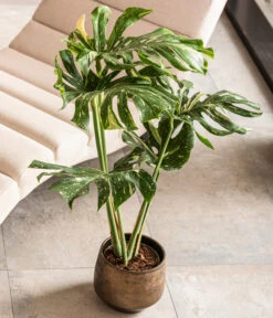 Dehner Keramik-Übertopf Mathea, Bauchig, Gold/braun -Compo Verkaufsgeschäft 4450722 WE MO 001 TopfMatheaGold Raritaeten 2022