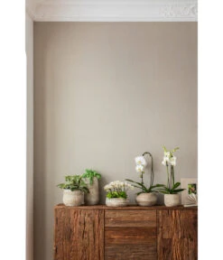 Elefantenohr - Kalanchoe Beharensis -Compo Verkaufsgeschäft 4473492 PR MO 001 OrchideenkeramikFrayaHellbraun 4473500 4473518 4473534 4473542