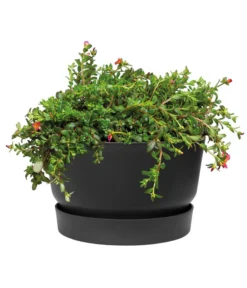 Elho Kunststoff-Schale Greenville, Ca. Ø33/H19,5 Cm -Compo Verkaufsgeschäft 4474292 WE DE 001 elhoKunststoffSchaleGreenville