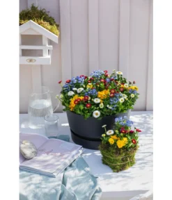 Elho Kunststoff-Schale Greenville, Ca. Ø33/H19,5 Cm -Compo Verkaufsgeschäft 4474292 WE MO 002 elhoKunststoffSchaleGreenville