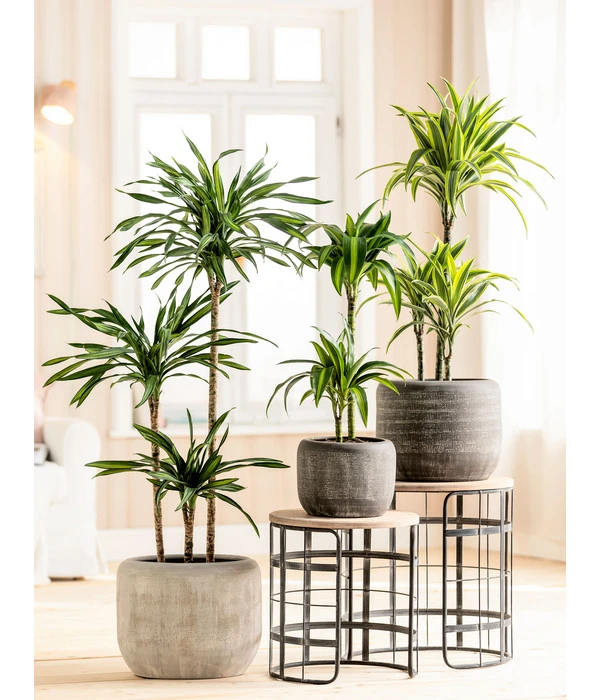 Dehner Keramik-Übertopf Romy, Rund 2 Dehner Keramik-Übertopf Romy, Rund – Bild 2