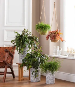 Dehner Seegras-Ampel Igmar -Compo Verkaufsgeschäft 4484705 WE MO 001 AmpelvaseToni 4484713 6759393 1