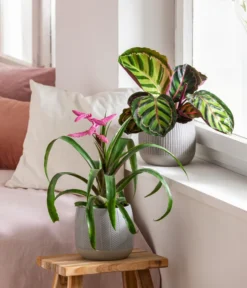 Dehner Übertopf-Set Pink Beauties, 2-teilig -Compo Verkaufsgeschäft 4495172 8745259 WE MO 001 PinkBeauties PflanzenSetOnlineHer