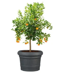 Scheurich Kunststoff-Topf Venice, Rund, Ca. Ø60/H44,5 Cm -Compo Verkaufsgeschäft 4498416 WE FS 003 ScheurichKunststoffTopfVenicerund