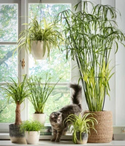 Dehner Keramik-Ampel, Konisch -Compo Verkaufsgeschäft 5122866 5122809 WE MO 001 Haustierfreundliche Gruenpflanzen