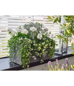 Dehner Leichtbeton-Kasten Rock, Rechteckig, Grau -Compo Verkaufsgeschäft 5157607 5157615 WE MO 001 DehnerLeichtbetonKastenrockgrau