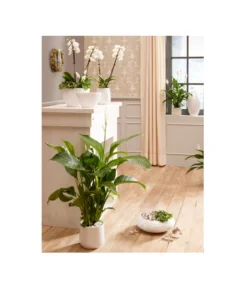 Dehner Keramik-Jardiniere Lustrinado, Oval, Ca. B32/H18/T15 Cm -Compo Verkaufsgeschäft 5174586 PR MO 001 ExklusivSerieLustrinadoWeiss 1