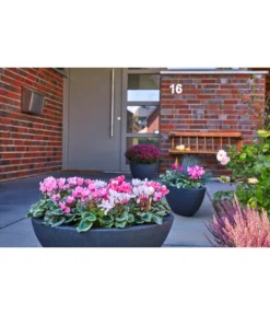 Dehner Kunststoff-Schale Miami, Oval, Anthrazit, Ca. B52/H20/T23 Cm -Compo Verkaufsgeschäft 5181409 WE MO 001 KunststoffSchiffchenAnthrazit