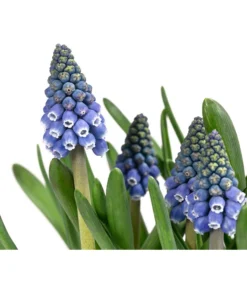 Traubenhyazinthen In Zinkschale, Ca. Ø29 Cm -Compo Verkaufsgeschäft 6019152 WE DE 001 MuscariMarleen2T11Traubenhyazinthe