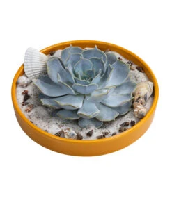 Pflanzen-Arrangement Ibiza, Ca. Ø19/H8 Cm