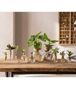 Waterplant Balsamapfel Im Kugelglas - Clusia Rosea 'Princess', Mit LED -Compo Verkaufsgeschäft 6125066 WE MO 001 WaterPlants 1