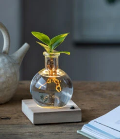 Neue Produkte -Compo Verkaufsgeschäft 6125074 WE MO 001 WaterPlantClusiaLED