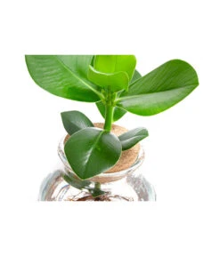 Waterplant Balsamapfel Im Kugelglas - Clusia Rosea 'Princess', Ca. 30 Cm -Compo Verkaufsgeschäft 6125082 WE DE 001 WaterPlantsClusia12cm