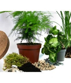 Flaschengarten DIY-Set Grüne Oase, 8-teilig, Ca. Ø26/H35 Cm -Compo Verkaufsgeschäft 6171300 WE DE 001 FlaschengartenGross