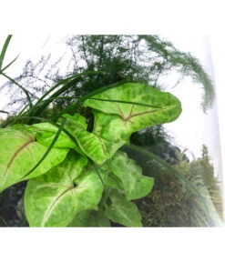 Flaschengarten DIY-Set Grüne Oase, 8-teilig, Ca. Ø26/H35 Cm -Compo Verkaufsgeschäft 6171300 WE DE 002 FlaschengartenGross