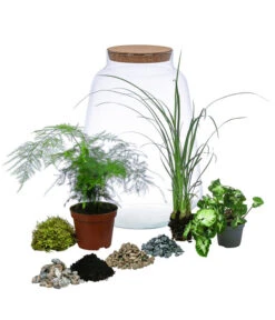 Flaschengarten DIY-Set Grüne Oase, 8-teilig, Ca. Ø26/H35 Cm -Compo Verkaufsgeschäft 6171300 WE FS 001 FlaschengartenGross