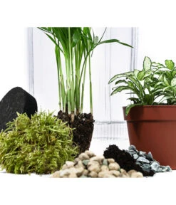 Flaschengarten DIY-Set Kleiner Regenwald, 7-teilig, Ca. Ø16/H27 Cm -Compo Verkaufsgeschäft 6188460 WE DE 001 FlaschengartenMittel