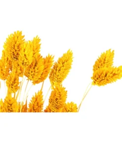 Trockenblumenbund Glanzgras, Gelb -Compo Verkaufsgeschäft 6284202 PR DE 001 GlanzgrasgelbBundDehnerExpressHerzig