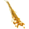 Trockenblumenbund Glanzgras, Gelb