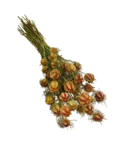 Trockenblumenbund Nigella Mit Fruchtstand