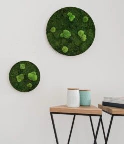 StyleGREEN Bild Aus Wald- Und Kugelmoos, Kreisförmig, Ca. Ø34 Cm -Compo Verkaufsgeschäft 6429757 6429765 WE MO 001 Wald Kugelmoosbild