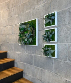 StyleGREEN Bild Aus Wald- Und Kugelmoos, Quadratisch, Ca. B55/H55/T17 Cm -Compo Verkaufsgeschäft 6429815 WE MO 001 Pflanzenbild55x55cm