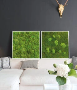 StyleGREEN Bild Aus Wald- Und Kugelmoos, Quadratisch, Ca. B80/H80/T7 Cm -Compo Verkaufsgeschäft 6430649 WE MO 002 Wald Kugelmoosbild80x80cmStylegreen