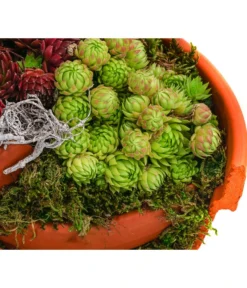 Hauswurz-Arrangement Terra Garten, In Terrakotta-Topf -Compo Verkaufsgeschäft 6441240 WE DE 001 Terra Garten19cmSemp