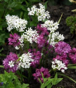 Dehner Blumenzwiebel 5 Monate Blütenpracht, 200 Stk. -Compo Verkaufsgeschäft 6617286 WE MO 002 DehnerBlumenzwiebel5MonateBlumenpaket