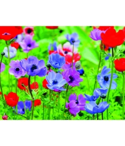 Dehner Blumenzwiebel 5 Monate Blütenpracht, 200 Stk. -Compo Verkaufsgeschäft 6617286 WE MO 003 DehnerBlumenzwiebel5MonateBlumenpaket