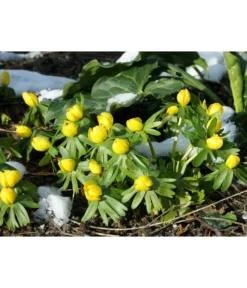 Dehner Blumenzwiebel 5 Monate Blütenpracht, 200 Stk. -Compo Verkaufsgeschäft 6617286 WE MO 004 DehnerBlumenzwiebel5MonateBlumenpaket