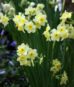 Dehner Blumenzwiebel 5 Monate Blütenpracht, 200 Stk. -Compo Verkaufsgeschäft 6617286 WE MO 005 DehnerBlumenzwiebel5MonateBlumenpaket