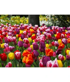 Dehner Blumenzwiebel 5 Monate Blütenpracht, 200 Stk. -Compo Verkaufsgeschäft 6617286 WE MO 010 DehnerBlumenzwiebel5MonateBlumenpaket