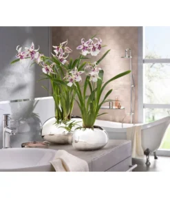 Scheurich Keramik-Übertopf Mirror Silver, Oval, Silber, Ca. B29/H14/T23 Cm -Compo Verkaufsgeschäft 6642029 PR MO 001 OrchideentopfMirrorSilber