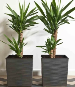 Siena Garden Kunststoff-Topf Biron, Eckig, Ca. B40/H41,5/T40 Cm -Compo Verkaufsgeschäft 6655336 WE MO 002 PflanzgefaessBironGraphit